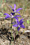 Cyanicula gemmata