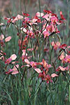 Diuris longifolia