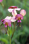 Diuris longifolia