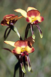 Diuris amplissima