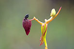 Drakaea glyptodon