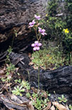 Elythranthera brunonis