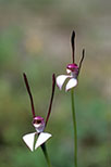 Leptoceras menziesii