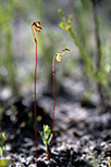 Paracaleana nigrita
