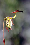 Paracaleana nigrita
