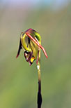 Paracaleana nigrita