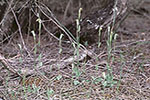 Pterostylis setulosa ms.