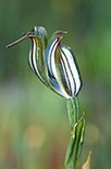 Pterostylis recurva