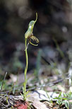 Pterostylis barbata