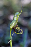 Pterostylis barbata