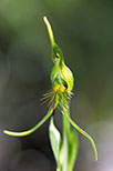 Pterostylis aff. turfosa