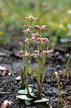 Pyrorchis nigricans