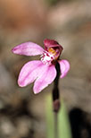 Caladenia nana subsp. nana
