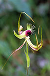 Caladenia lobata