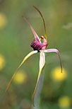 Caladenia applanata subsp. applanata