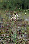 Caladenia nobilis