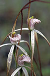 Caladenia nobilis