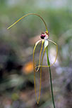 Caladenia excelsa