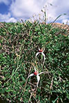Caladenia nivalis