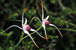 Caladenia nivalis