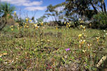 Diuris laxiflora