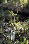 Caladenia falcata