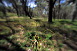 Caladenia integra