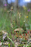 Drakonorchis barbarossa