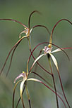 Caladenia caesarea subsp. caesarea