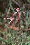 Caladenia chapmanii