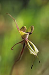 Caladenia doutchiae