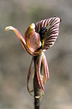 Caladenia cairnsiana