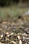 Caladenia cairnsiana