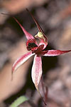 Caladenia macrostylis