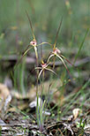Caladenia sp.