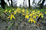 Caladenia flava subsp. flava