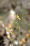 Caladenia attingens subsp. attingens
