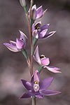 Thelymitra macrophylla