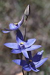 Thelymitra crinita