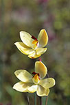 Thelymitra antennifera