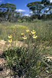 Thelymitra antennifera