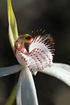Caladenia longicauda subsp. eminens