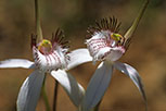Caladenia longicauda subsp. longicauda