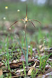 Caladenia polychroma