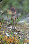 Caladenia filifera
