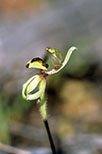 Caladenia bryceana subsp. bryceana
