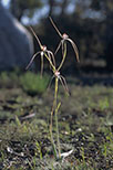 Caladenia longicauda subsp. eminens