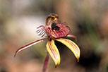 Caladenia discoidea