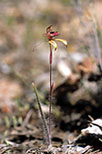 Caladenia discoidea