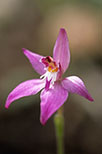 Caladenia latifolia
